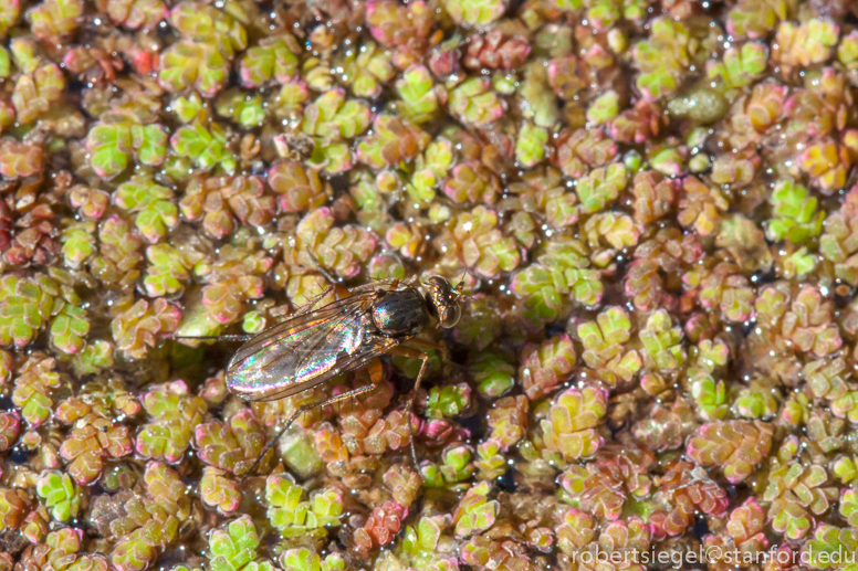 fly on duckweed